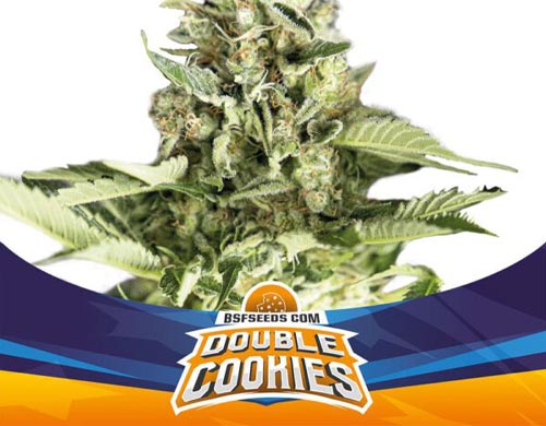 double-cookies-auto-plante SensorySeeds Plante Double Cookies Autofloraison