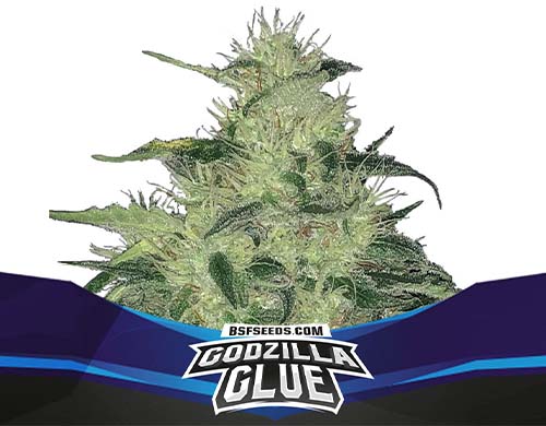 godzilla-glue-auto-plante SensorySeeds Plante Godzilla Glue Autofloraison
