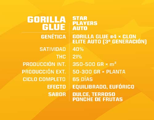 gorilla-glue-auto-description SensorySeeds Description Graines Gorilla Glue Autofloraison