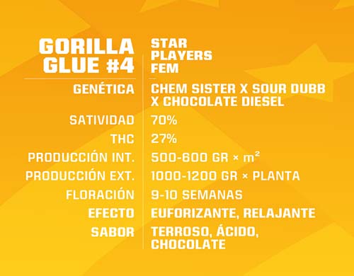 gorilla-glue-fem-description SensorySeeds Description Graines Gorilla Glue Féminisées