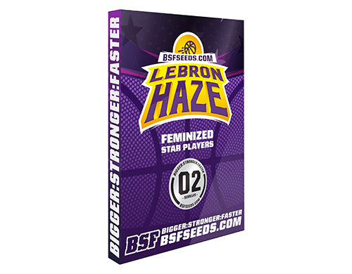 graines-de-cannabis-graine-autofloraison-lebron-haze graines de cannabis graine autofloraison lebron haze