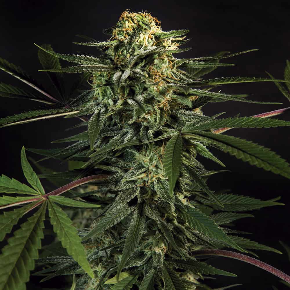 green-tigergraines-de-cannabis-faster-flowering green-tigergraines-de-cannabis-faster-flowering
