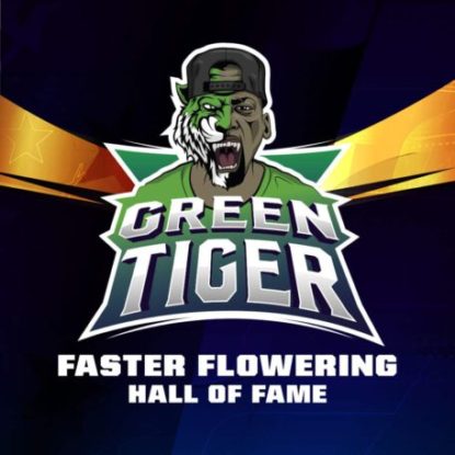 label-green-tiger-graines-de-cannabis-a-floraison-rapide Proprieté du graines de cannabis à floraison rapide Green Tiger