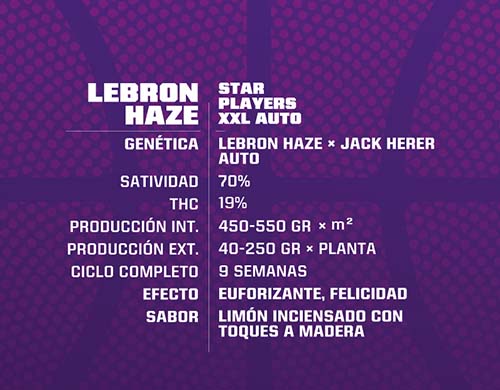 lebron-haze-auto-description SensorySeeds Description Graines Lebron Haze Autofloraison