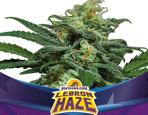 lebron-haze-auto-plante SensorySeeds Plante Lebron Haze Autofloraison