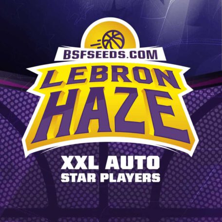 lebron-haze-autofloraison lebron-haze-autofloraison