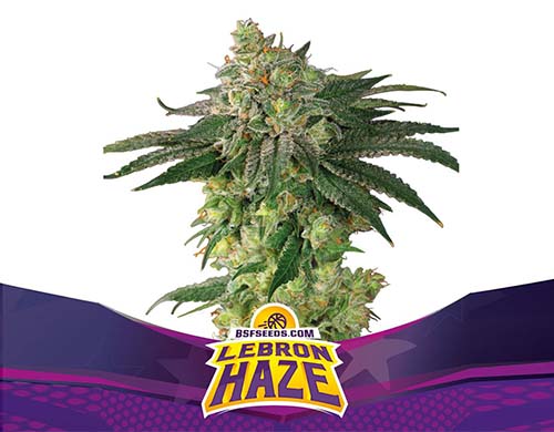 lebron-haze-fem-plante SensorySeeds Plante Lebron Haze Féminisées