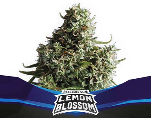 lemon-blossom-auto-plante SensorySeeds Plante Lemon Blossom Autofloraison