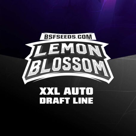lemon-blossom-autofloraison lemon-blossom-autofloraison