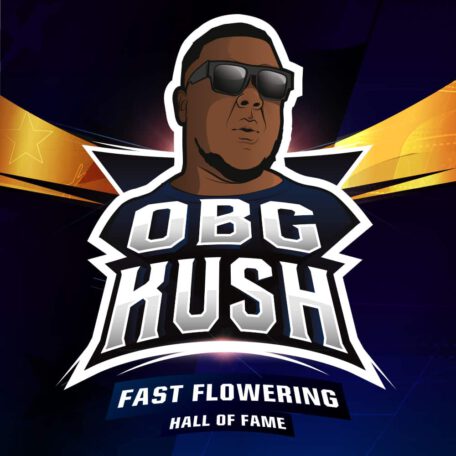 obg-kush-fast-flowering obg-kush-fast-flowering