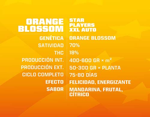 orange-blossom-auto-description SensorySeeds Description Graines Orange Blossom Autofloraison