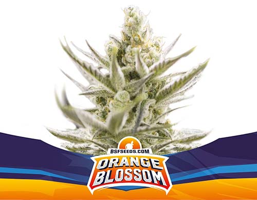orange-blossom-auto-plante SensorySeeds Plante Orange Blossom Autofloraison