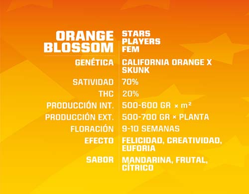 orange-blossom-fem-description SensorySeeds Description Graines Orange Blossom Féminisées