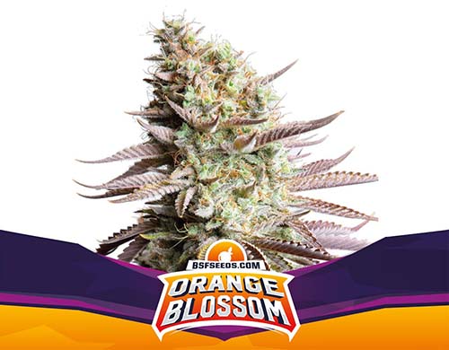 orange-blossom-fem-plante SensorySeeds Plante Orange Blossom Féminisées