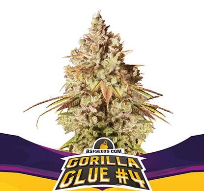 plante-graines-de-cannabis-féminisée-gorilla-glue Plante de graines de cannabis féminisé du Gorilla Glue