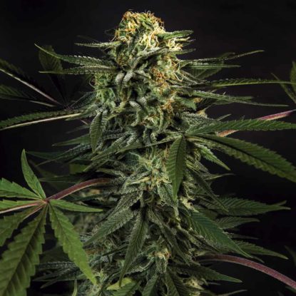 plante-green-tiger-graines-de-cannabis-a-floraison-rapide Plante du graines de cannabis à floraison rapide Green Tiger