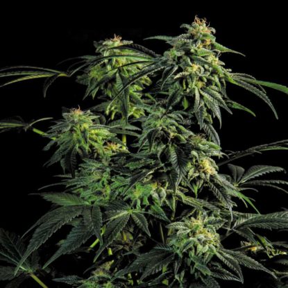 plante-obg-kush-graines-de-cannabis-a-floraison-rapide Plante du graines de cannabis à floraison rapide Obg Kush