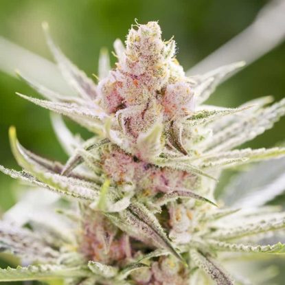 plante-rainbows-graines-de-cannabis-féminisée Plante Rainbows du graines de cannabis féminisée