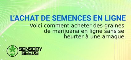 ACHAT SEMENCES DE CANNABIS EN LIGNE