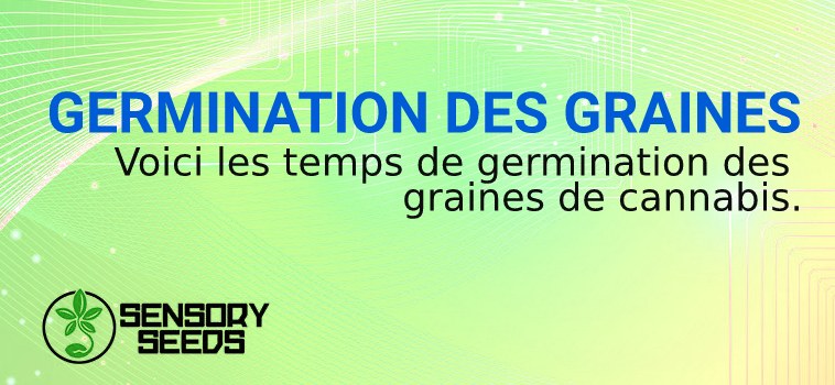 GERMINATION DES GRAINES de marijuana