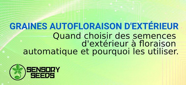 GRAINES AUTOFLORAISON D'EXTÉRIEUR