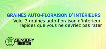 GRAINES AUTOFLORAISON INTÉRIEURS