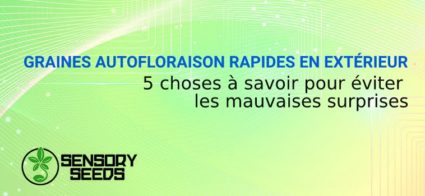 GRAINES AUTOFLORAISON RAPIDES EN EXTÉRIEUR