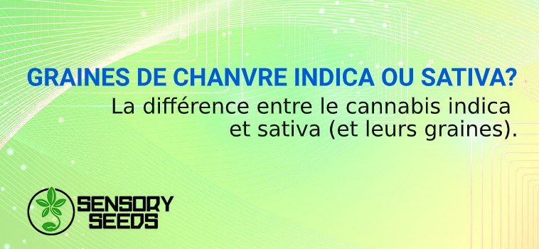 GRAINES DE CHANVRE INDICA OU SATIVA