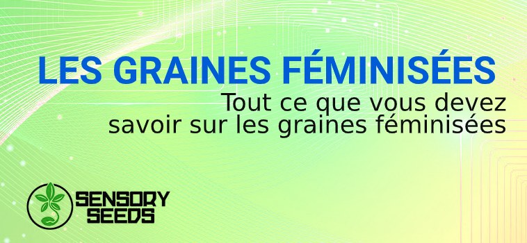 GRAINES FÉMINISÉES de chanvre