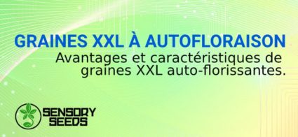 GRAINES XXL À AUTOFLORAISON