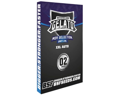 Gelato-xxl-graines-autofloraison Graines de cannabis Gelato XXL