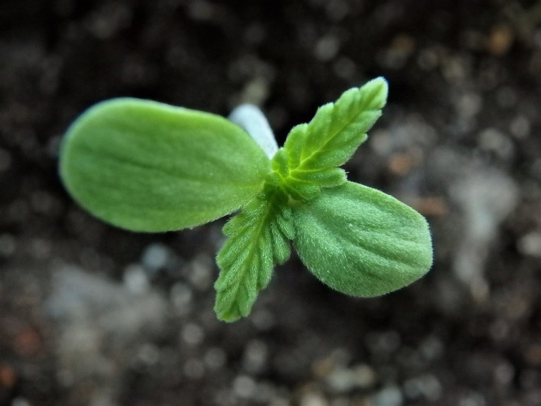 Germination de graines de cannabis