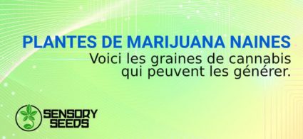 MARIJUANA NAINES à graines autofloraison