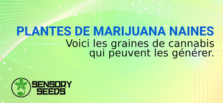 MARIJUANA NAINES à graines autofloraison