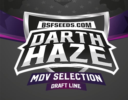 darth-haze-graines-de-cannabis-féminisée-label Label de graines de cannabis fèminisée Darth Haze