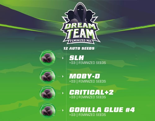 description-kit-weed-seed-shop-dream-team-feminized-mix Description du kit Dream Team Feminized Mix du weed seed shop
