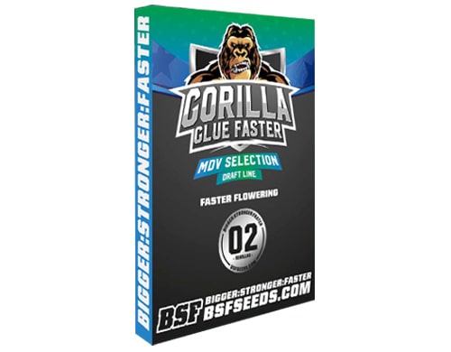 gorilla-glue-autofloraison-rapide Gorilla Glue Graines de Cannabis