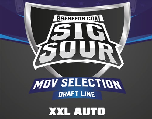 graine-autofloraison-sig-sour-xxl-label Label du Sig Sour XXL du graine autofloraison