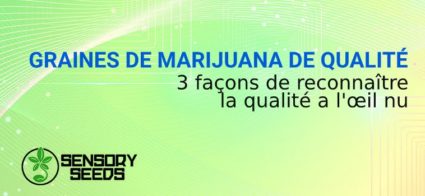 graines de cannabis de qualité