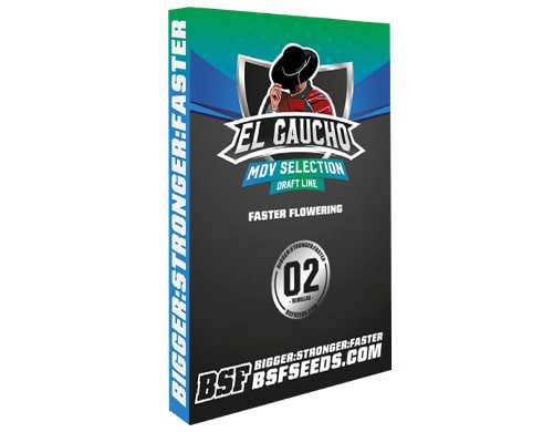 graines-de-cannabis-el-gaucho-sensoryseeds Graines de canabis El Gaucho du Sensoryseeds