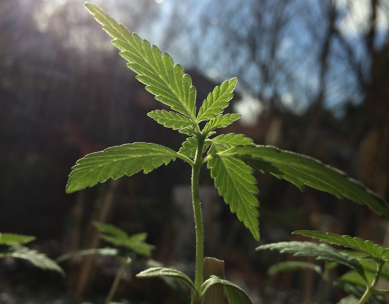 graines de marijuana dans le sol