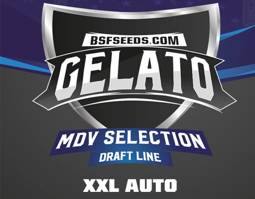 graines-cannabis-gelato-xxl Gelato XXL Graines autofloraison