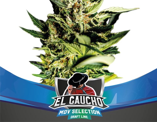 plante-el-gaucho-graines-de-cannabis-a-floraison-rapide Plante du graines de cannabis à floraison rapide El gaucho