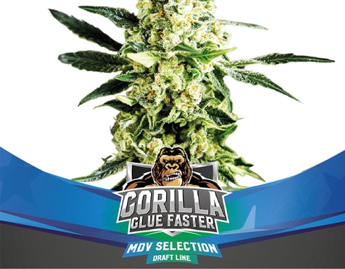 plante-gorilla-glue-graines-de-cannabis-a-floraison-rapide Plante du graines de cannabis à floraison rapide Gorilla Glue