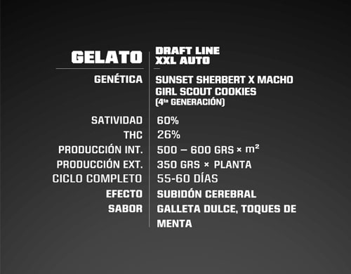 propriete-graines-cannabis-gelato-xxl propriete graines marijuana gelato xxl