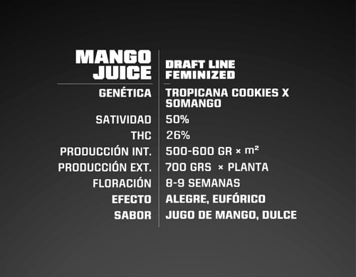 propriete-graines-cannabis-feminisees propriete Mango Juice