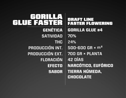 proprieté-gorilla-glue-graines-de-cannabis-a-florasion-rapide Proprieté du graines de cannabis à floraison rapide Gorilla Glue