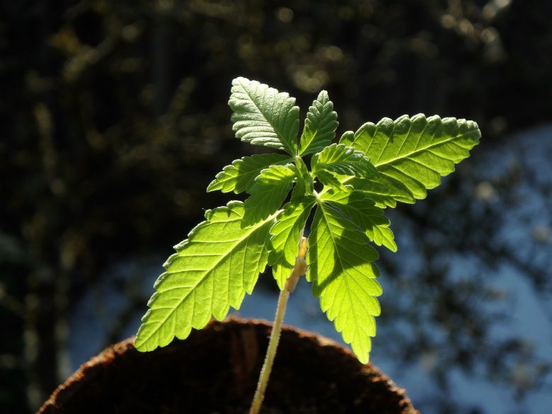 vitalite de graines de cannabis