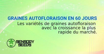 GRAINES AUTOFLORAISON EN 60 JOURS