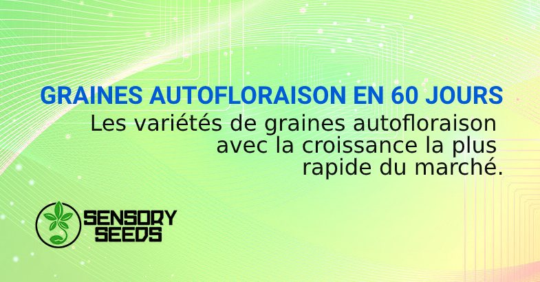 GRAINES AUTOFLORAISON EN 60 JOURS